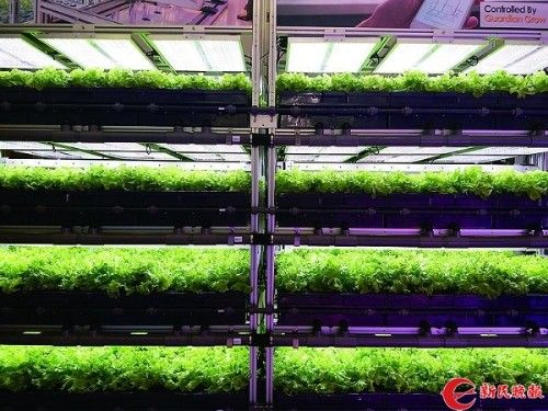 上海首座"气雾培"植物工厂为植物定制"光配方"